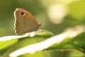 Hyponephele lupina (Esmerperi)